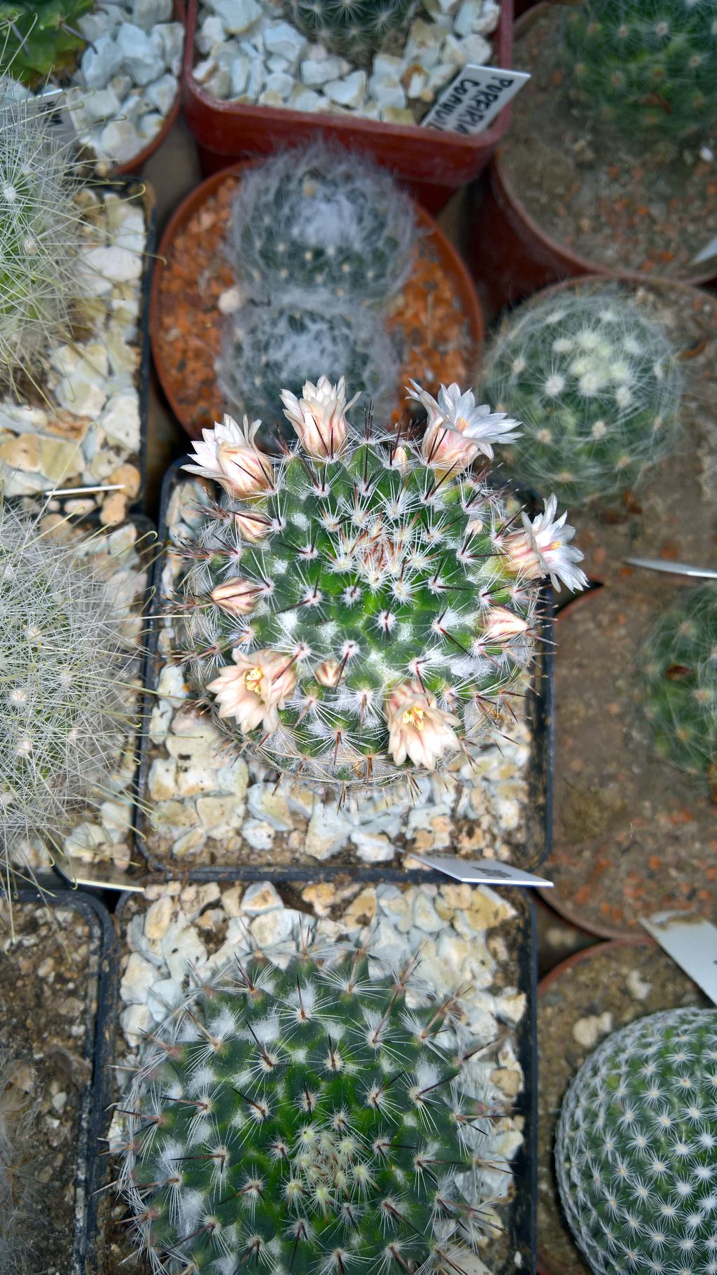 MAMMILLARIA chinocephala RS 177 San Juan CanyonNL